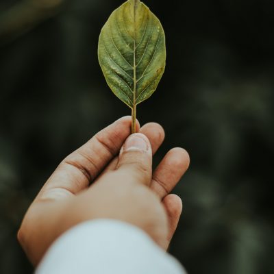 Canva - Shallow Focus Photography of Person Holding Green Leaf